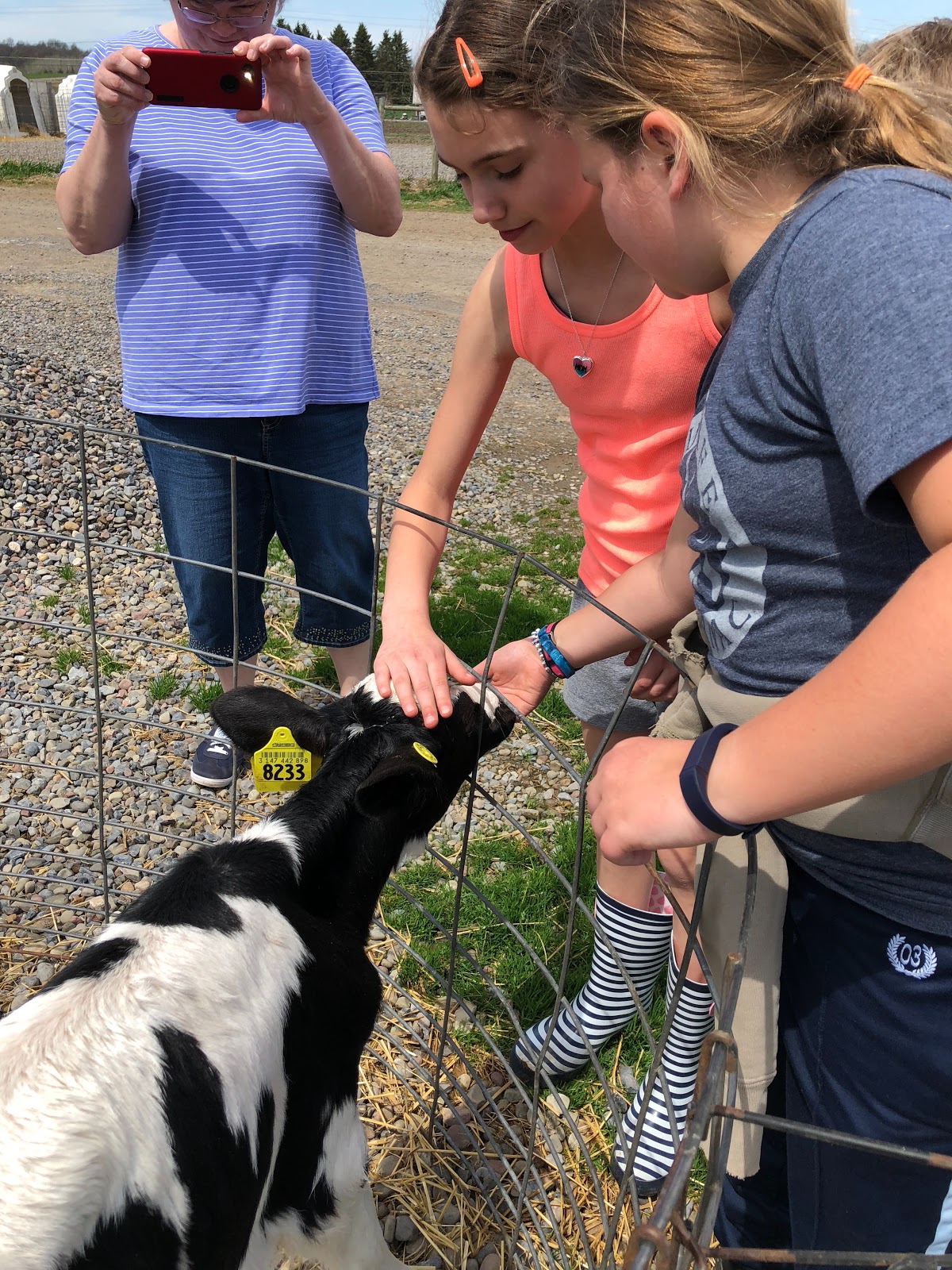 students feeding a calf